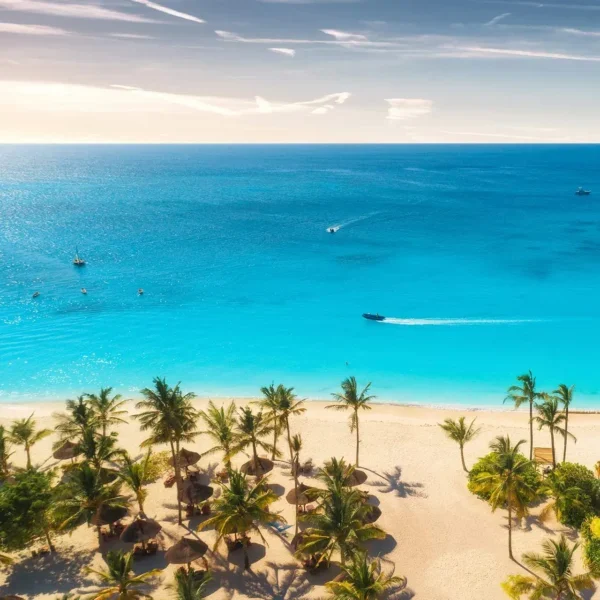 aerial-view-of-palm-tress.webp